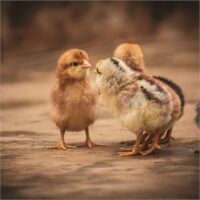 Easter Weekend Mini Egg Hunts and Activities